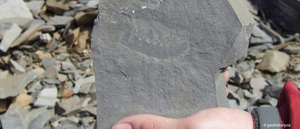 burgess shale anomalocaris claw