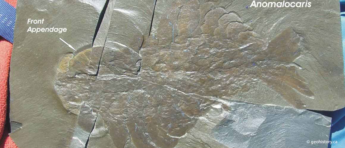 Burgess anomalocaris trilobites fossil