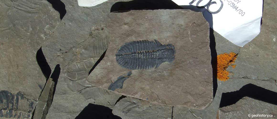 Burgess Shale Ogygopsis Fossil