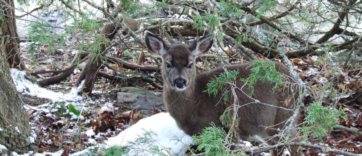 Deer Fawn
