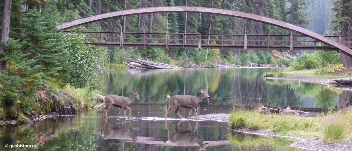 mule deer in the morning