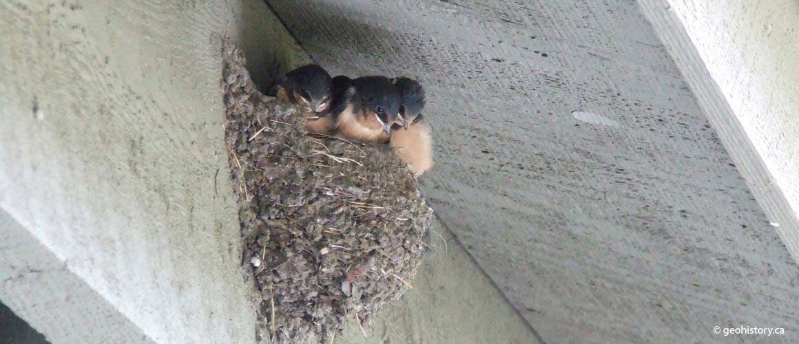 Barn Swallows