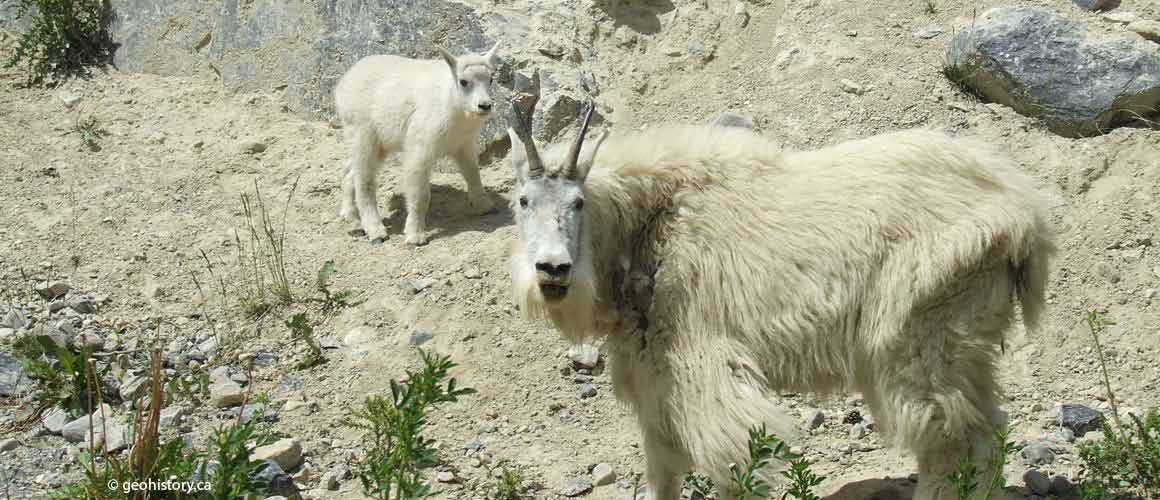 Mountain Goats