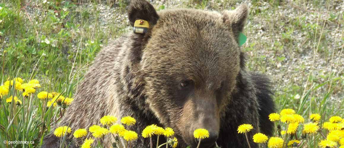 Male Grizzly
