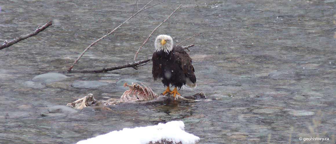 Bald Eagle in a wet snow