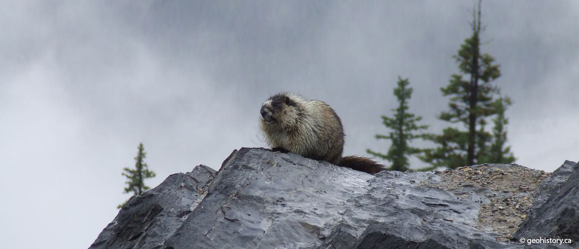 Walcott Quarry marmot